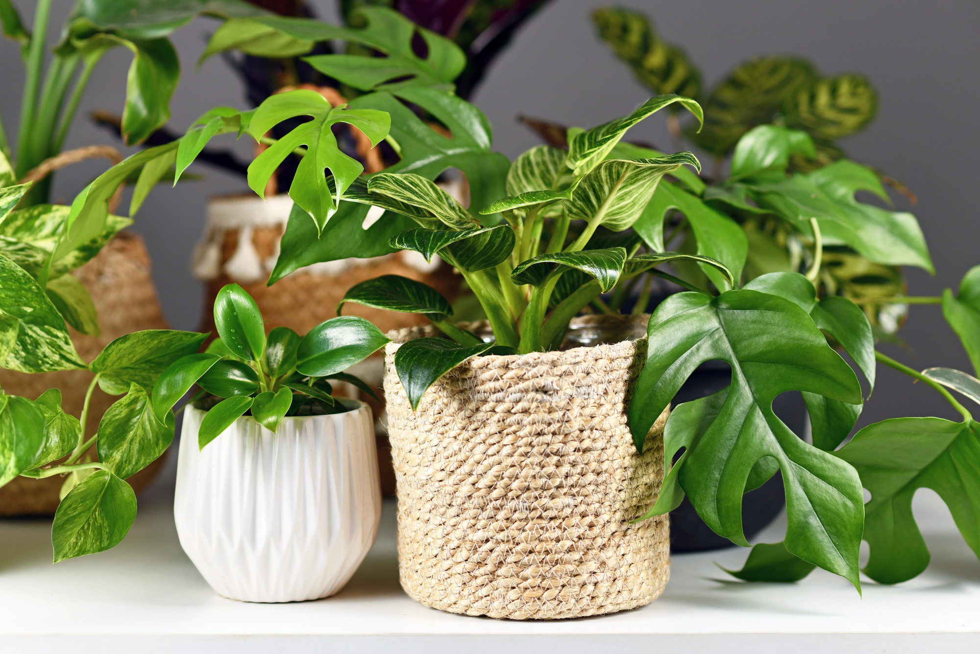 houseplants monstera