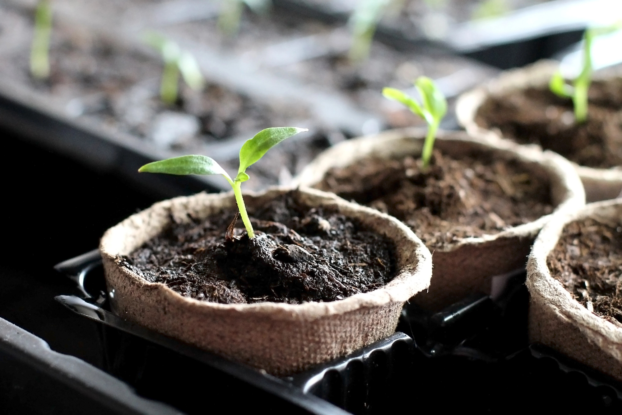 Seed starting