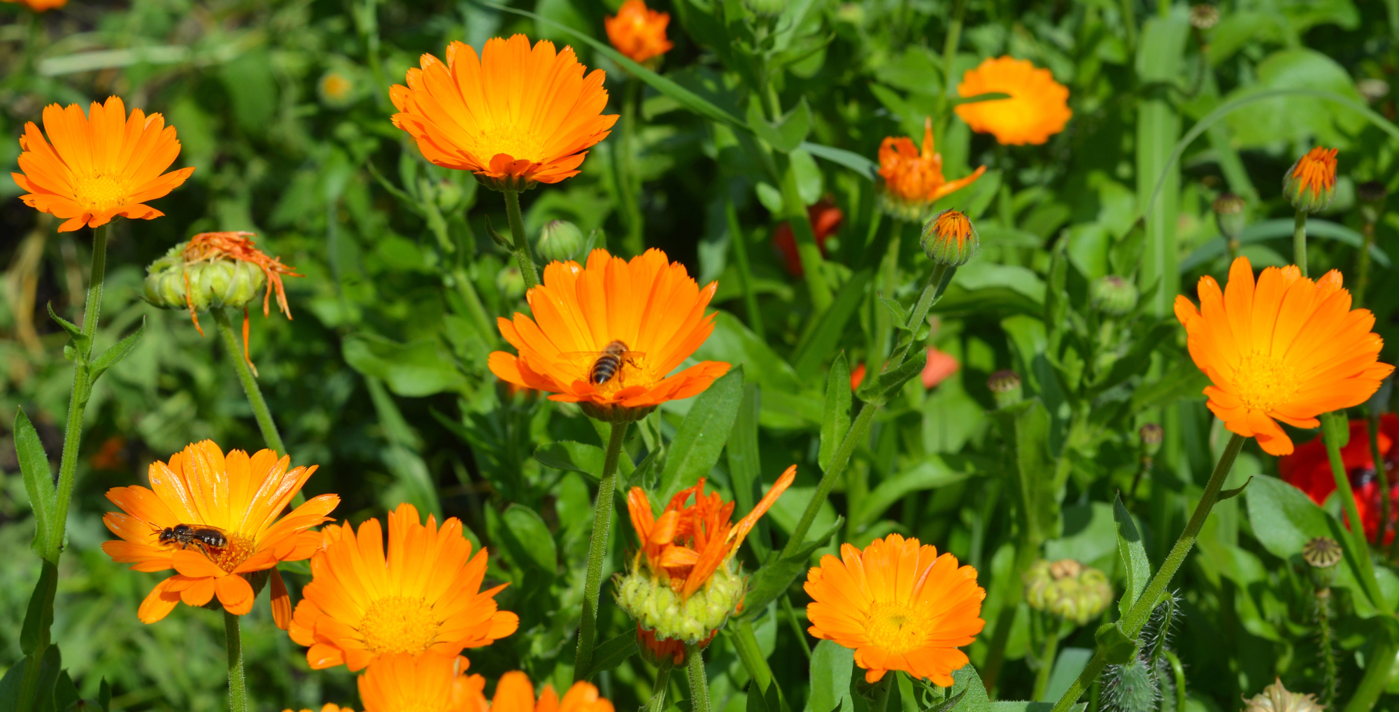 calendula