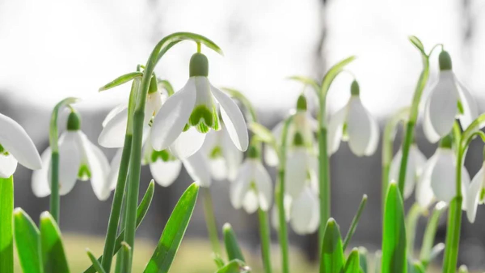 13 Plants That Help You Stop Squirrels from Raiding Your Garden 1 Galanthus