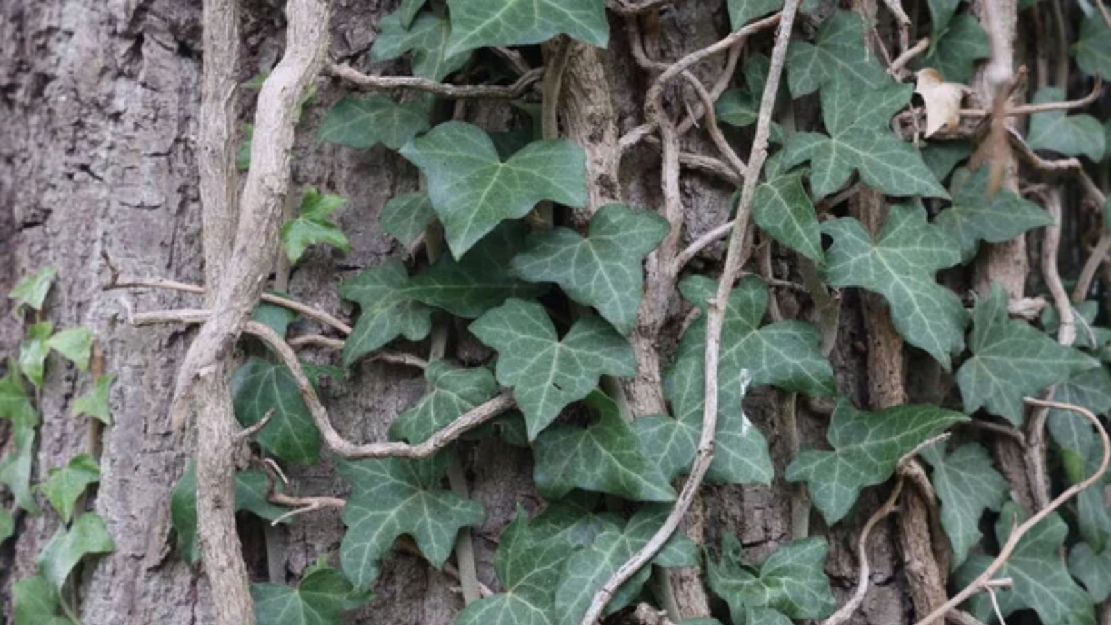 english ivy