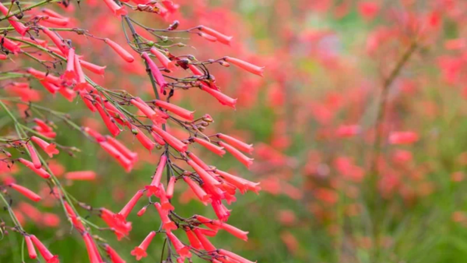 coral bells