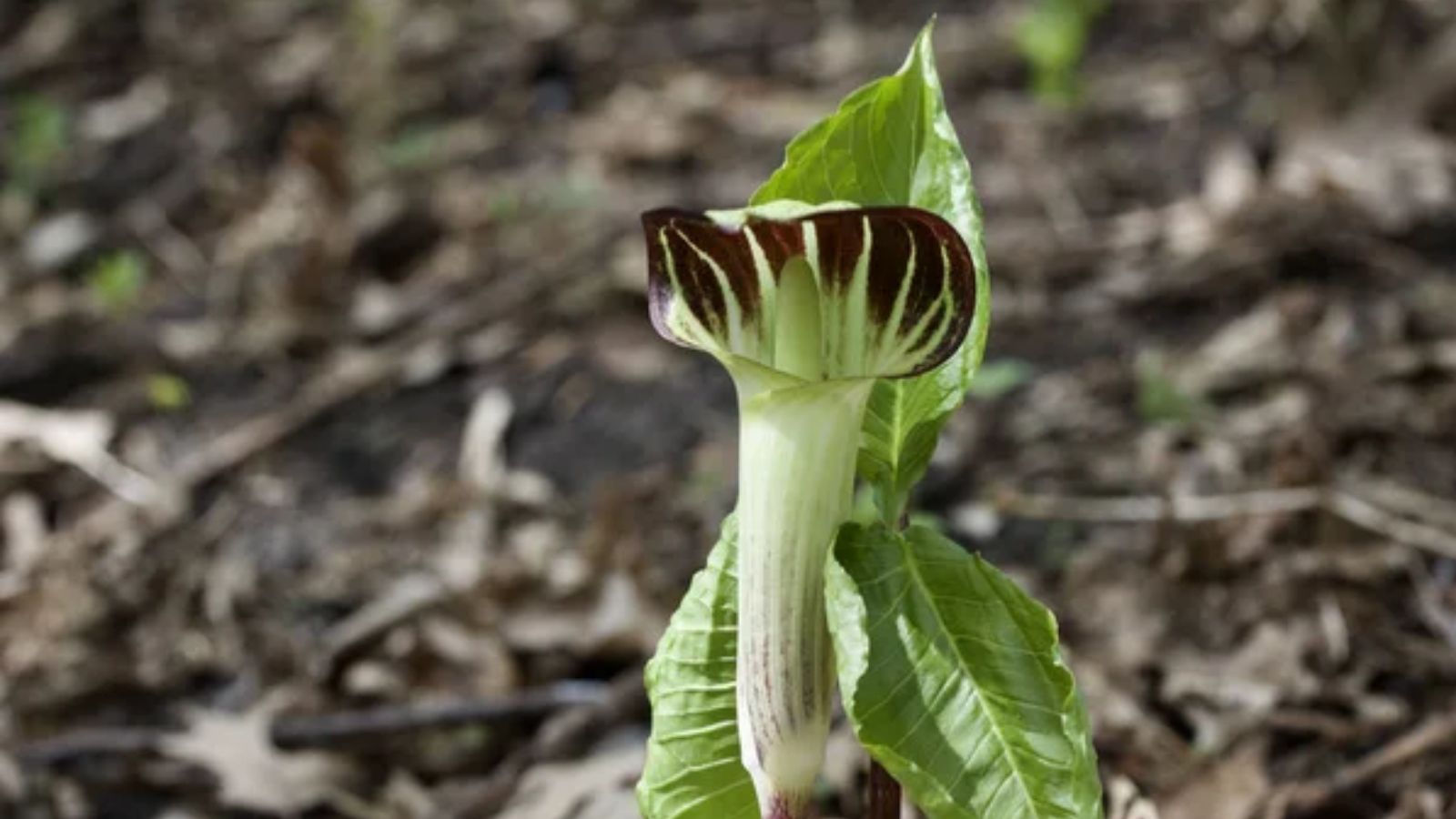 15 Native Plants That Flourish Even in Shaded Gardens 1 jack in the pupit