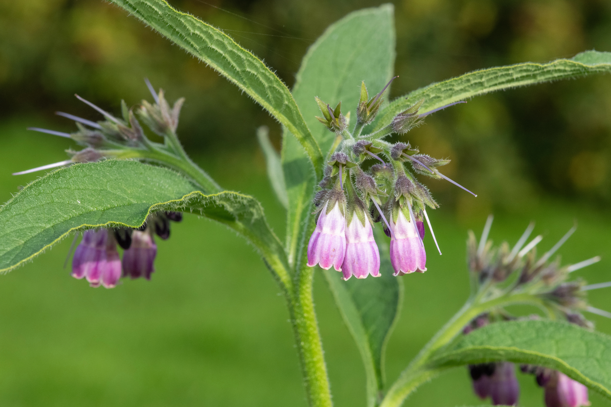 13 Herbs That Help Balance and Support Your Garden Ecosystem