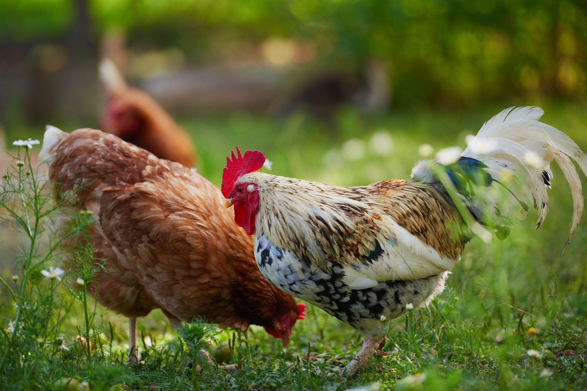 What Chicken Owners Wish They Knew Before Getting a Flock