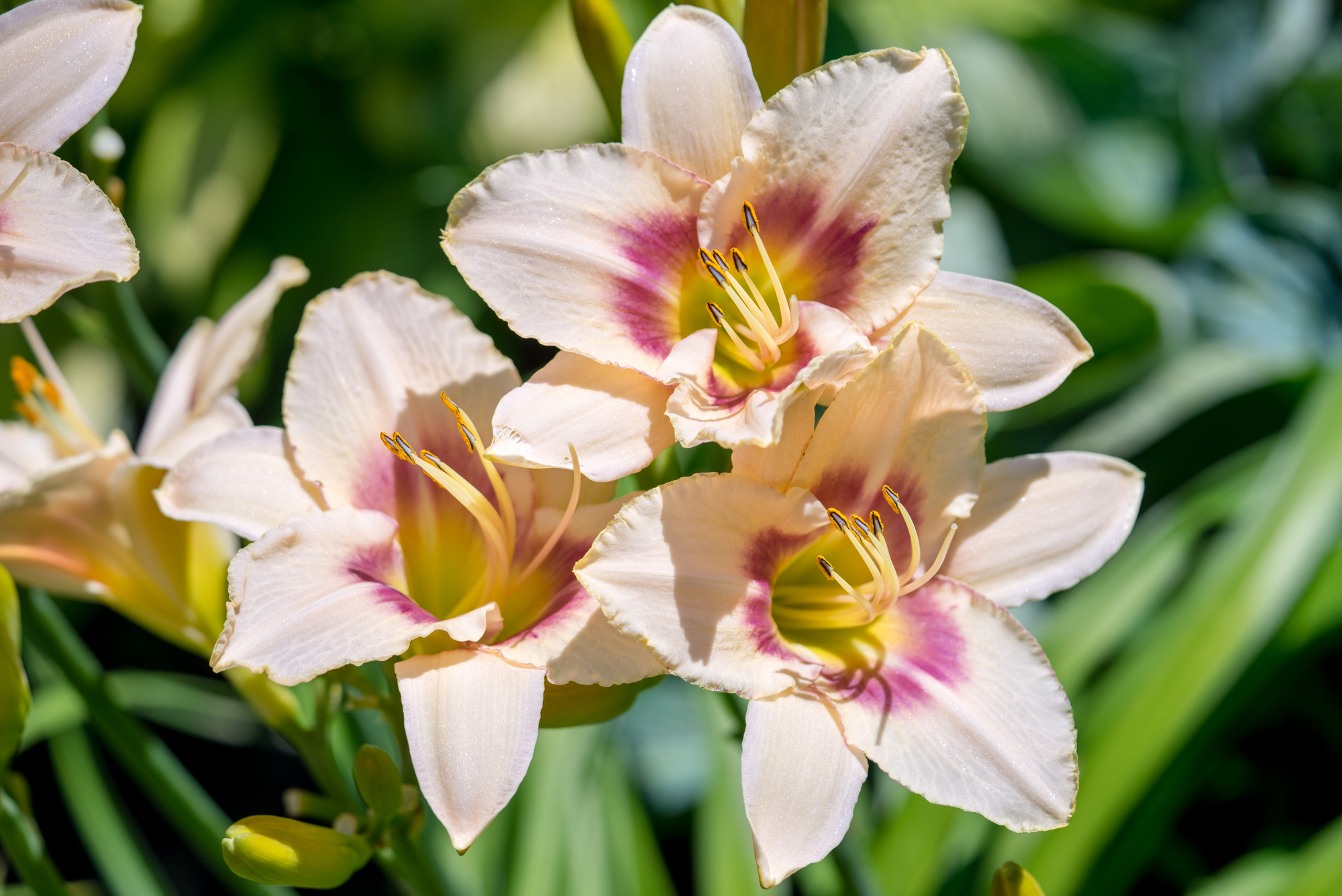 12 Perennials That Come Back Every Year With Gorgeous Blooms