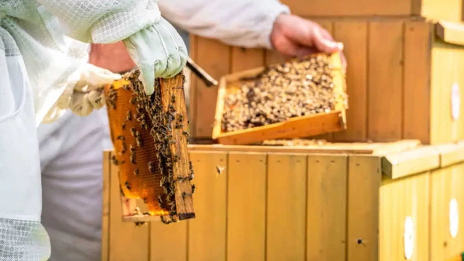 Beekeeping and Honey Production