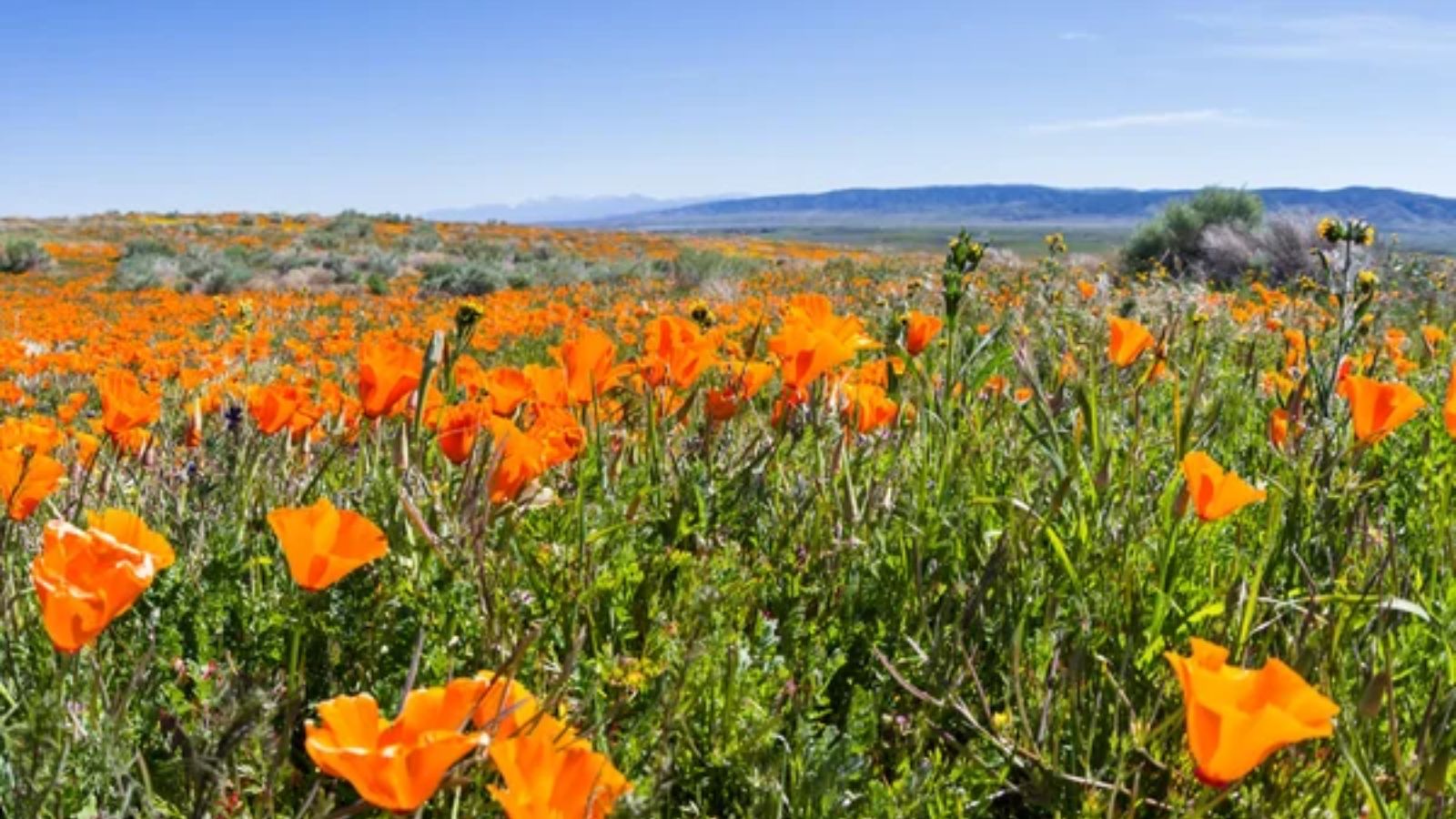 13 Beginner-Friendly Annual Flowers You Can Start from Seed