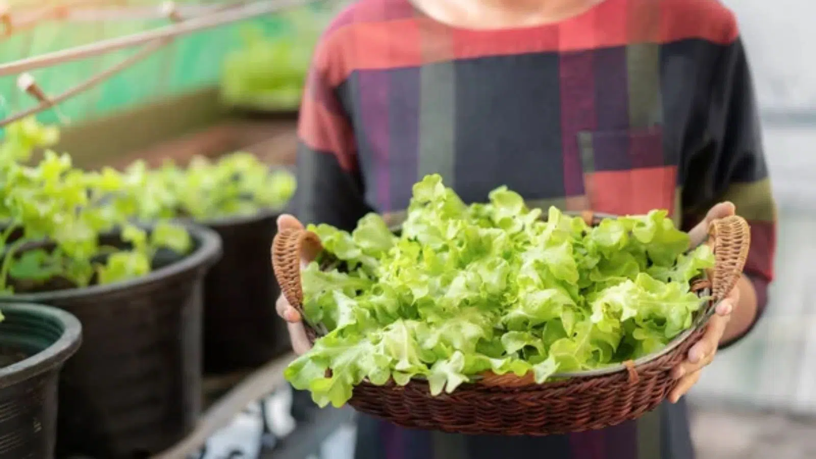 17 Lessons From the Amish Way of Life That Modern Homesteaders Love