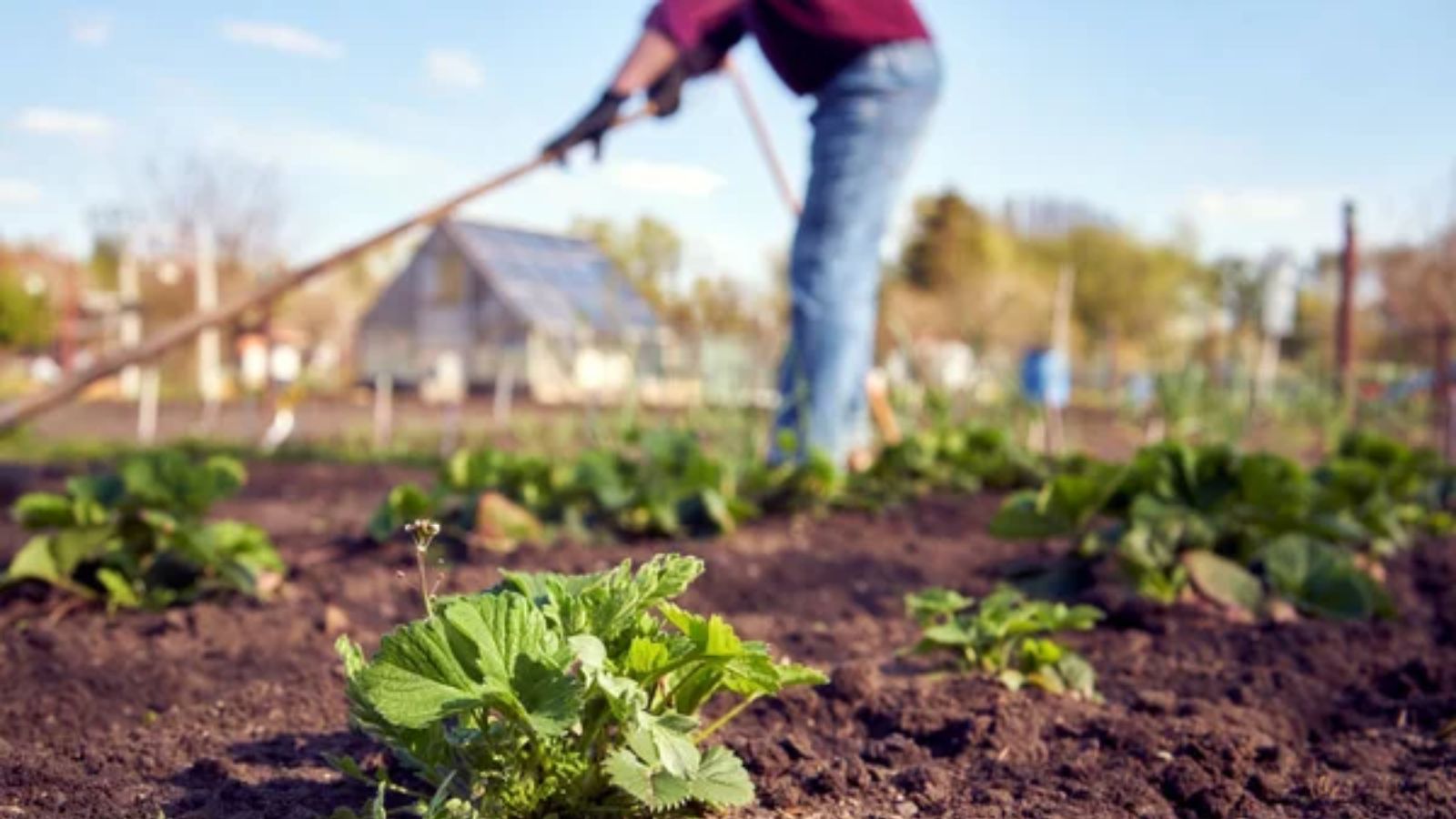 14 Hard Truths About Homesteading Most People Learn the Hard Way