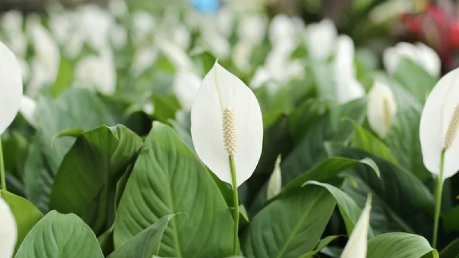 12 Houseplants That Help Your Home Smell Cleaner Without Air Fresheners