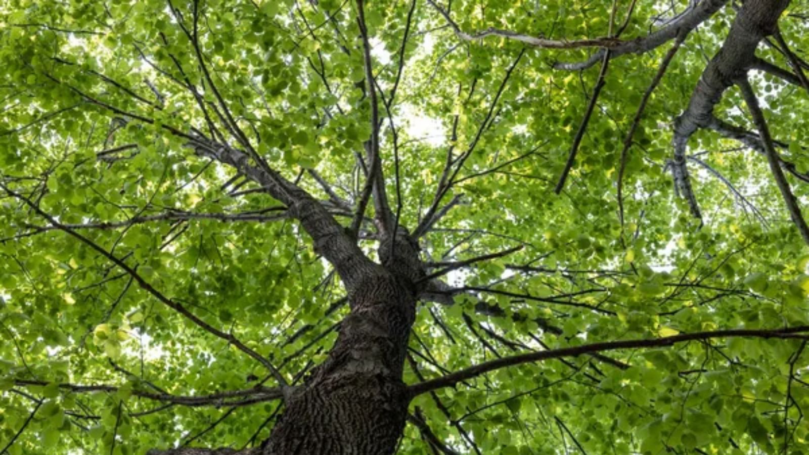11 Amazing Trees That Can Be Tapped for More Than Maple Syrup
