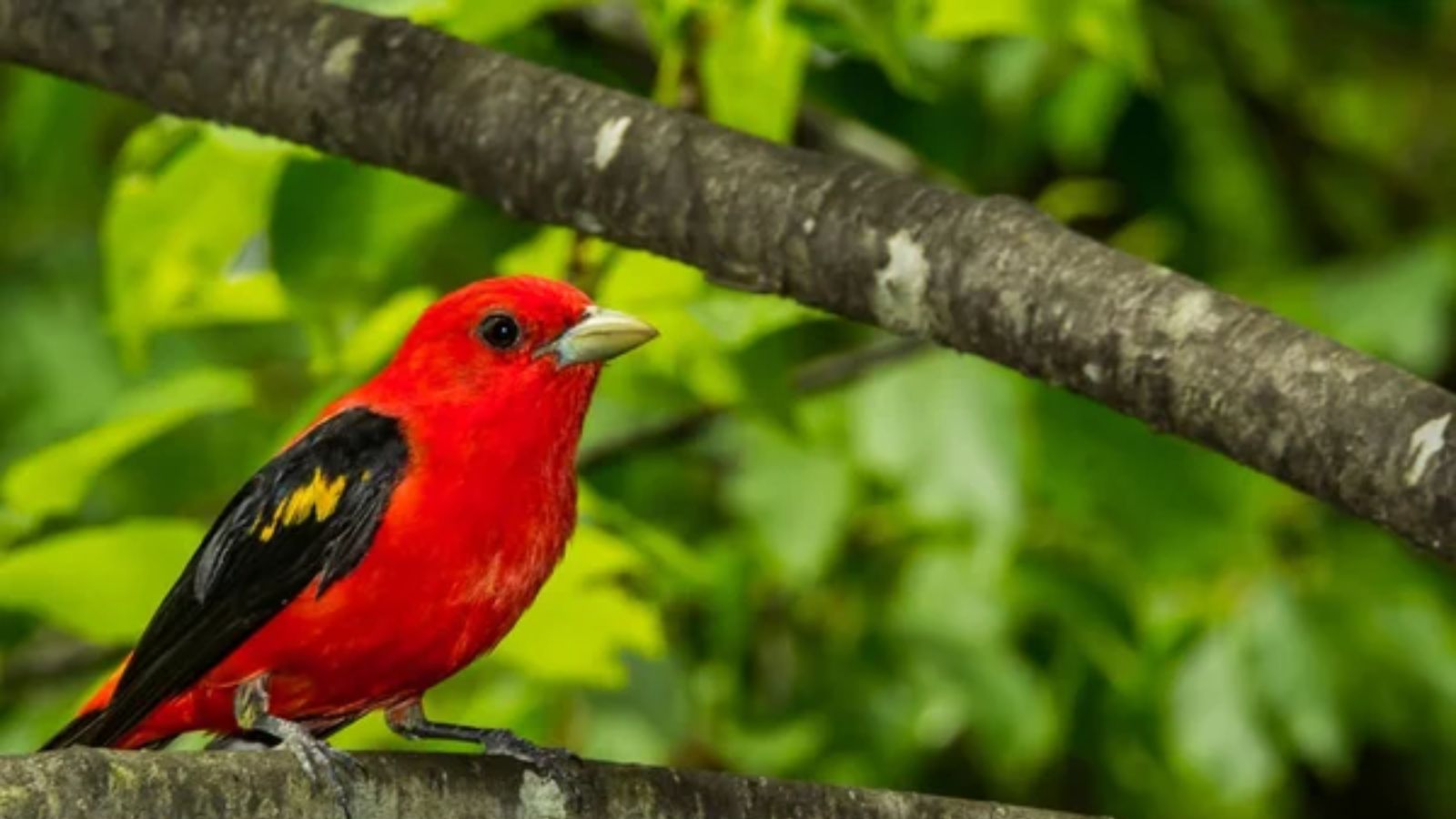 15 Beautiful Red Birds Every Backyard Bird Lover Should Know