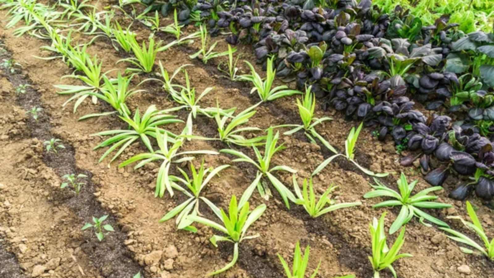 17 Homesteading Secrets for Growing Plenty of Food in Tight Spaces