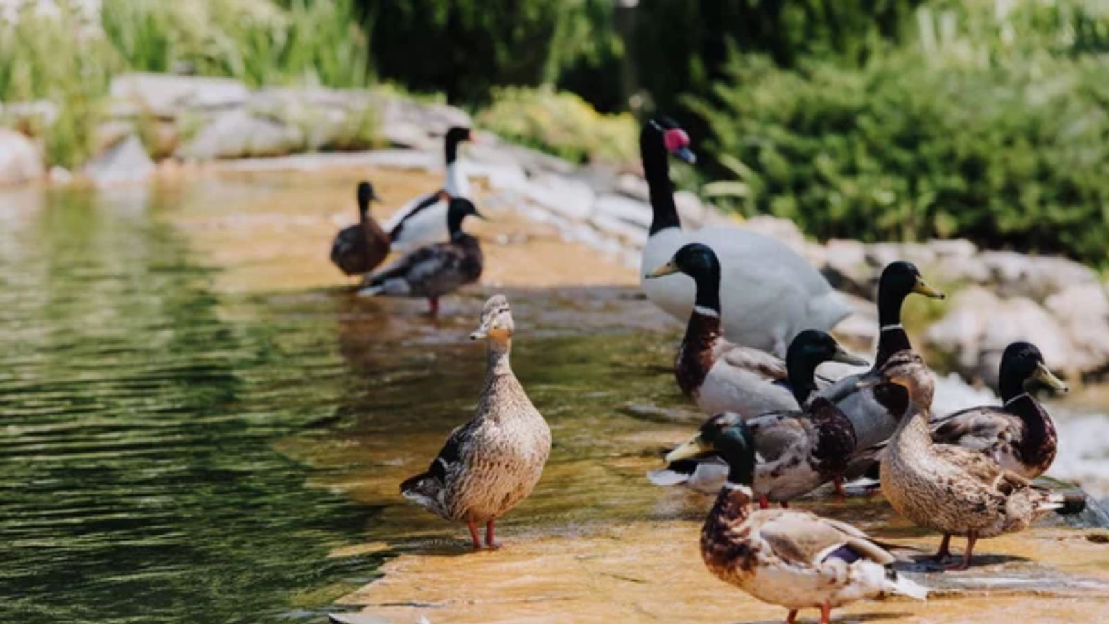 11 Birds to Raise If You Want Fresh Eggs, Homegrown Meat, and Extra Income