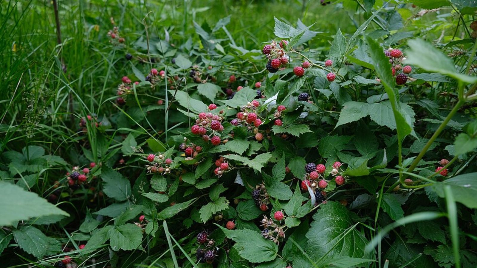 Don’t Toss Used Coffee Grounds Until You See These 16 Uses in the Garden