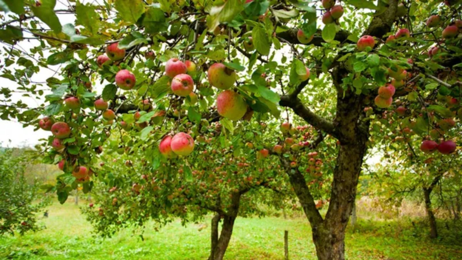 15 Survival Trees Every Prepper Should Plant for Food, Shelter, and Resources