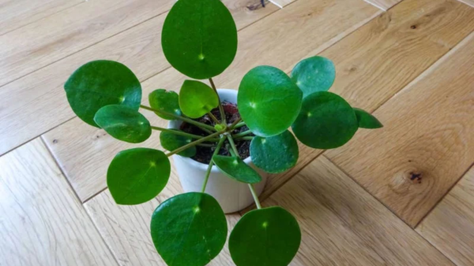 12 Beautiful Water-Grown Plants That Practically Take Care of Themselves