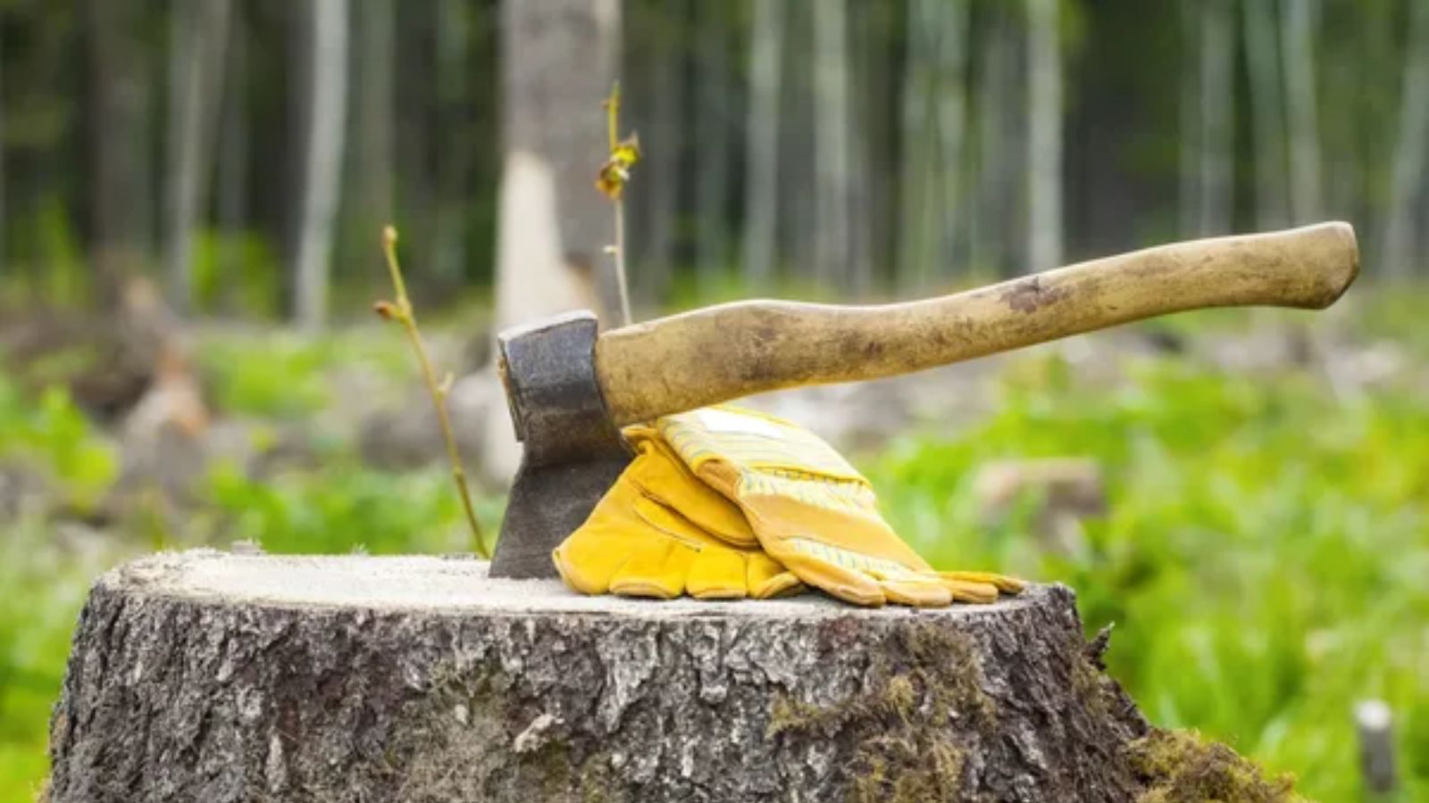 7 Types of Firewood That Burn Well in a Fire Pit