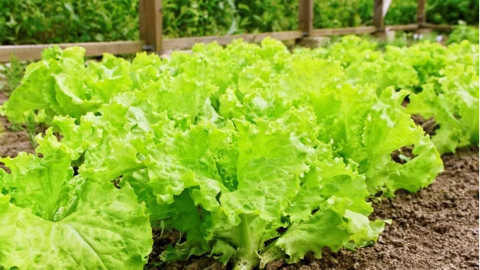 15 Space-Saving Fruits and Vegetables Perfect for Container Gardening