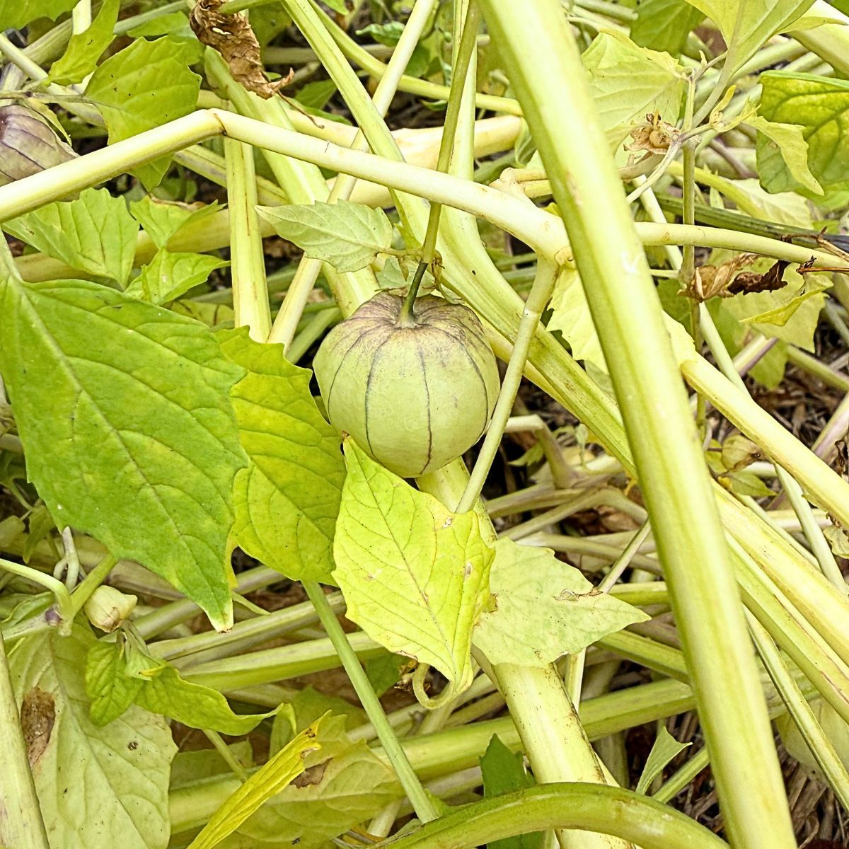 How to Harvest Tomatillos and Know When They’re Ready