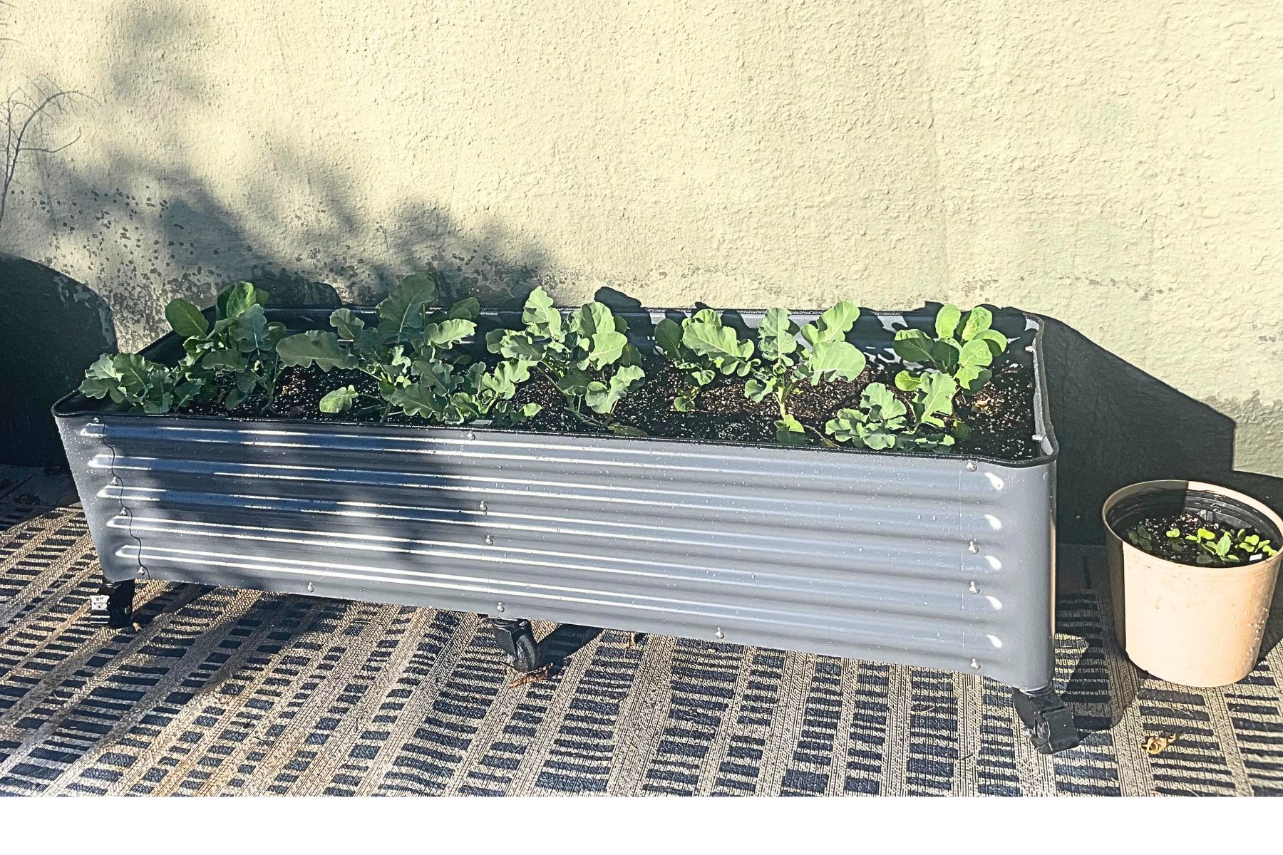 I Grew Broccoli in This Raised Garden Bed—Here’s What I Learned
