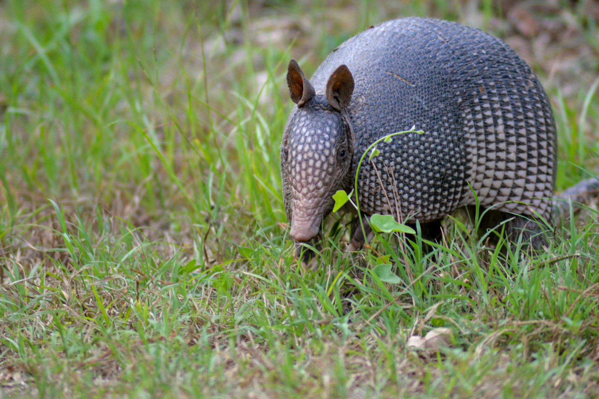 armadillo