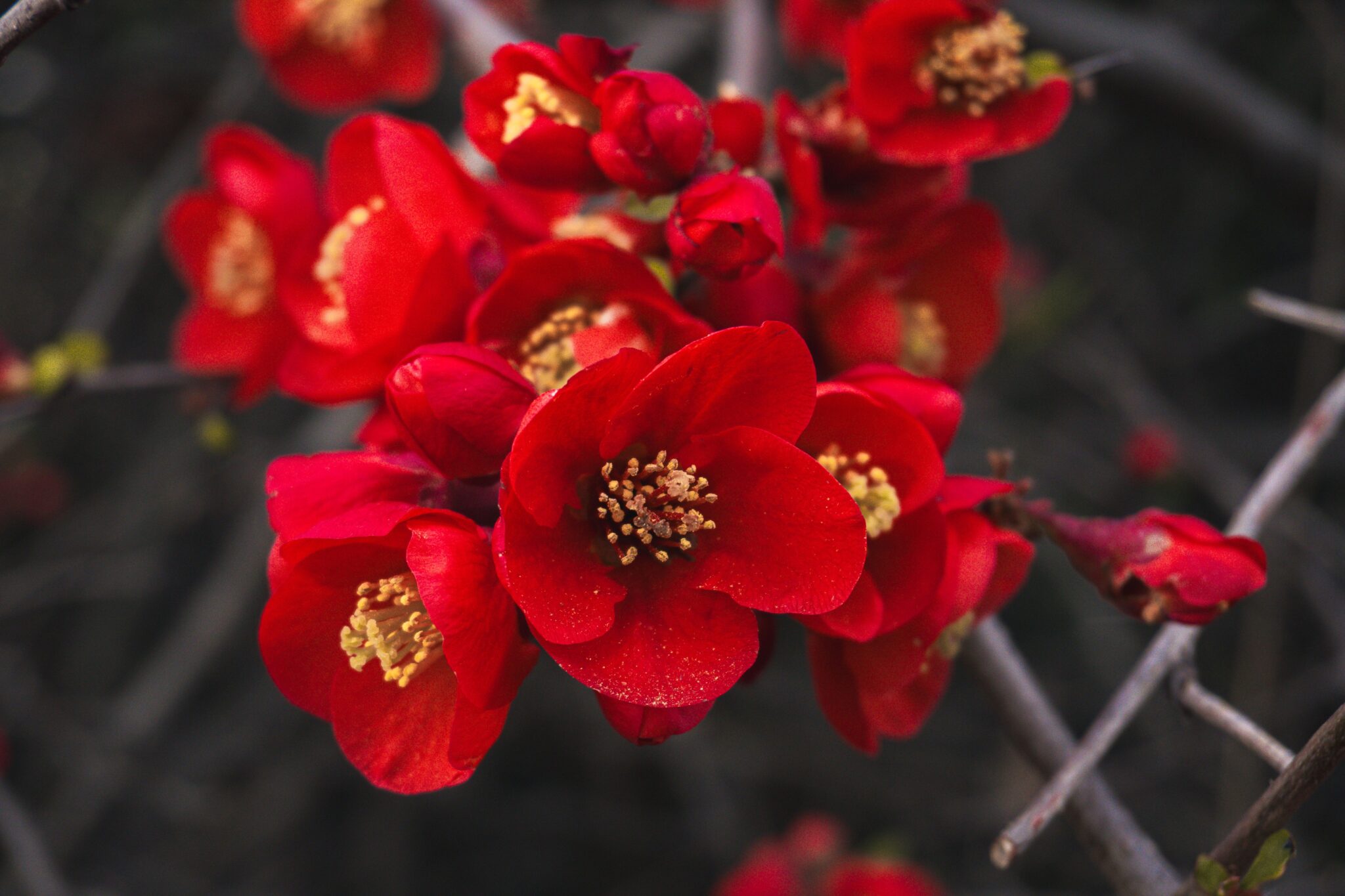 Flowering Quince