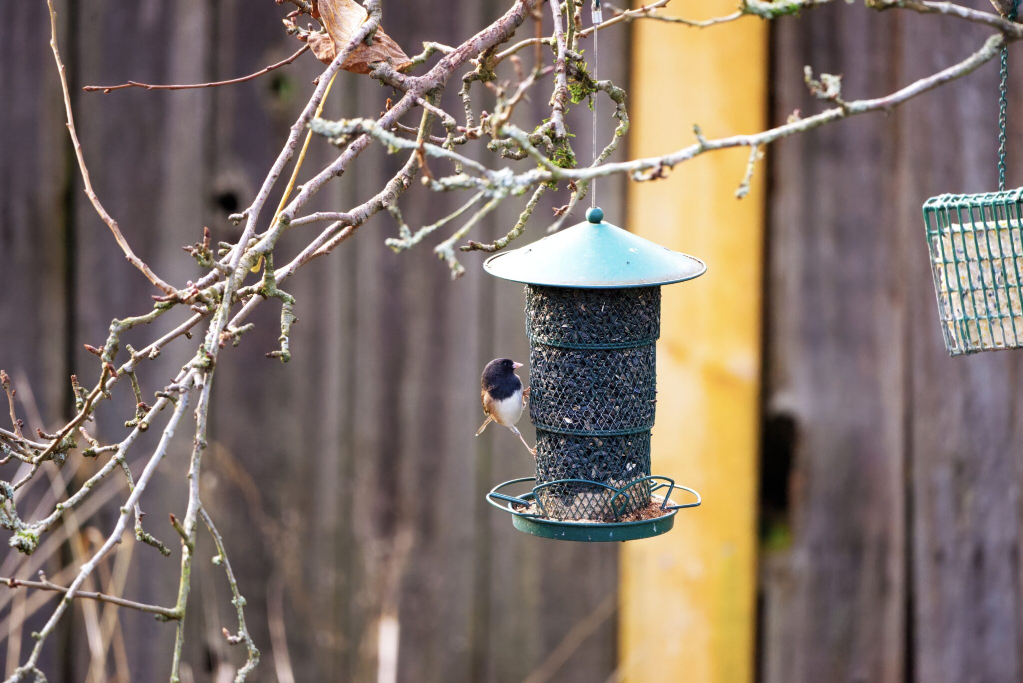10 Bird Feeder Foods That Can Turn Your Yard Into a Feathered Hangout