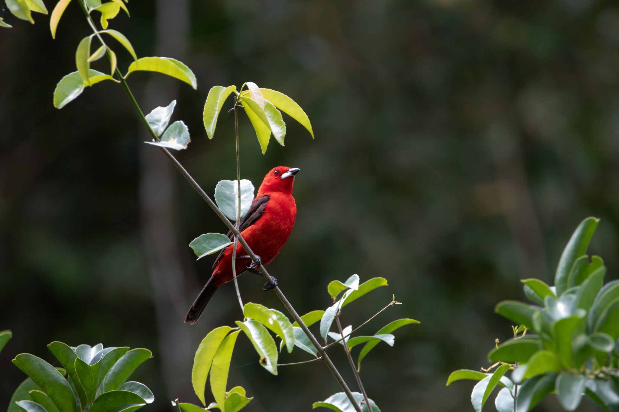 15 Stunning Red Birds You Might Spot in Your Own Backyard