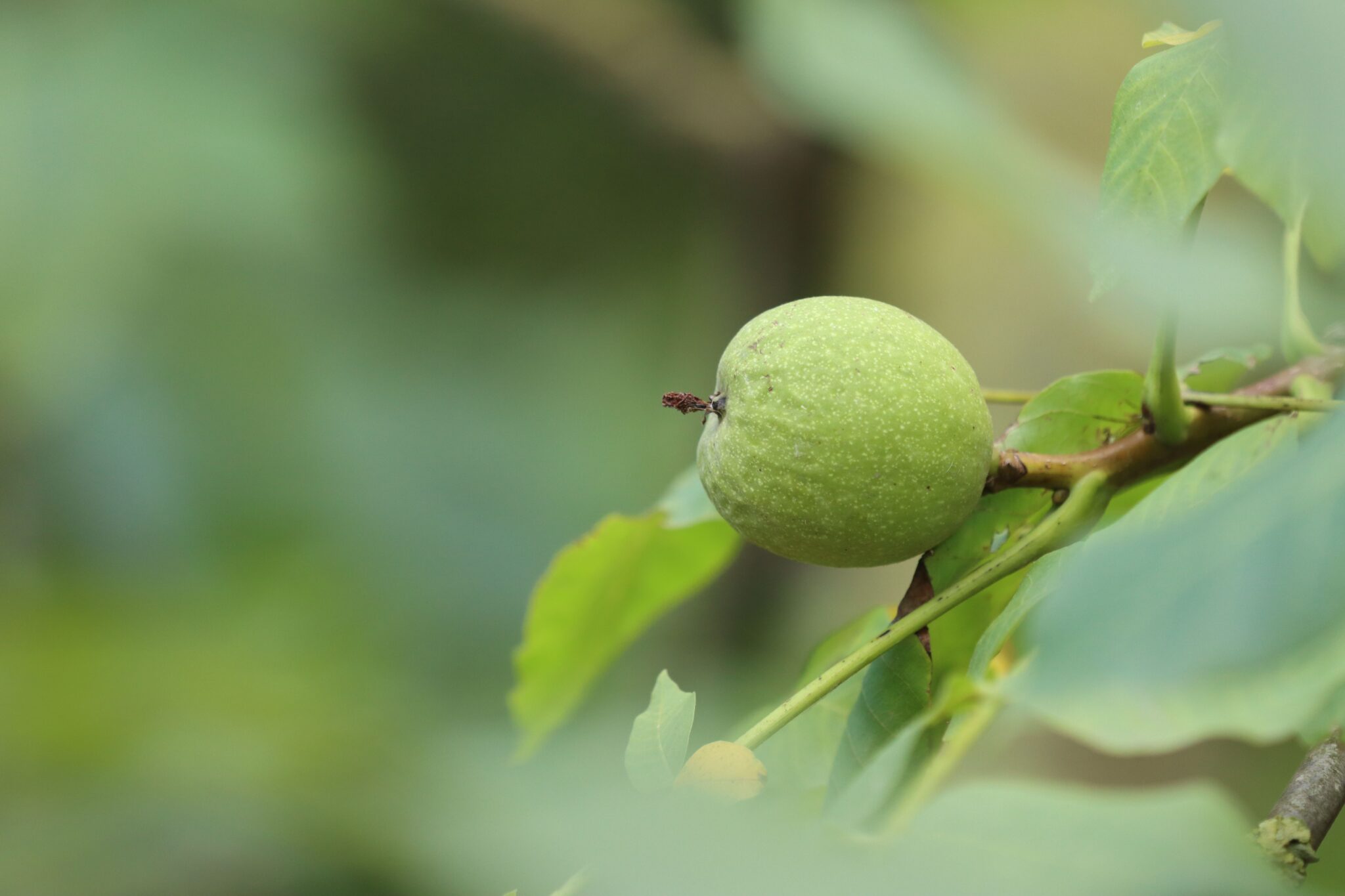 walnut tree