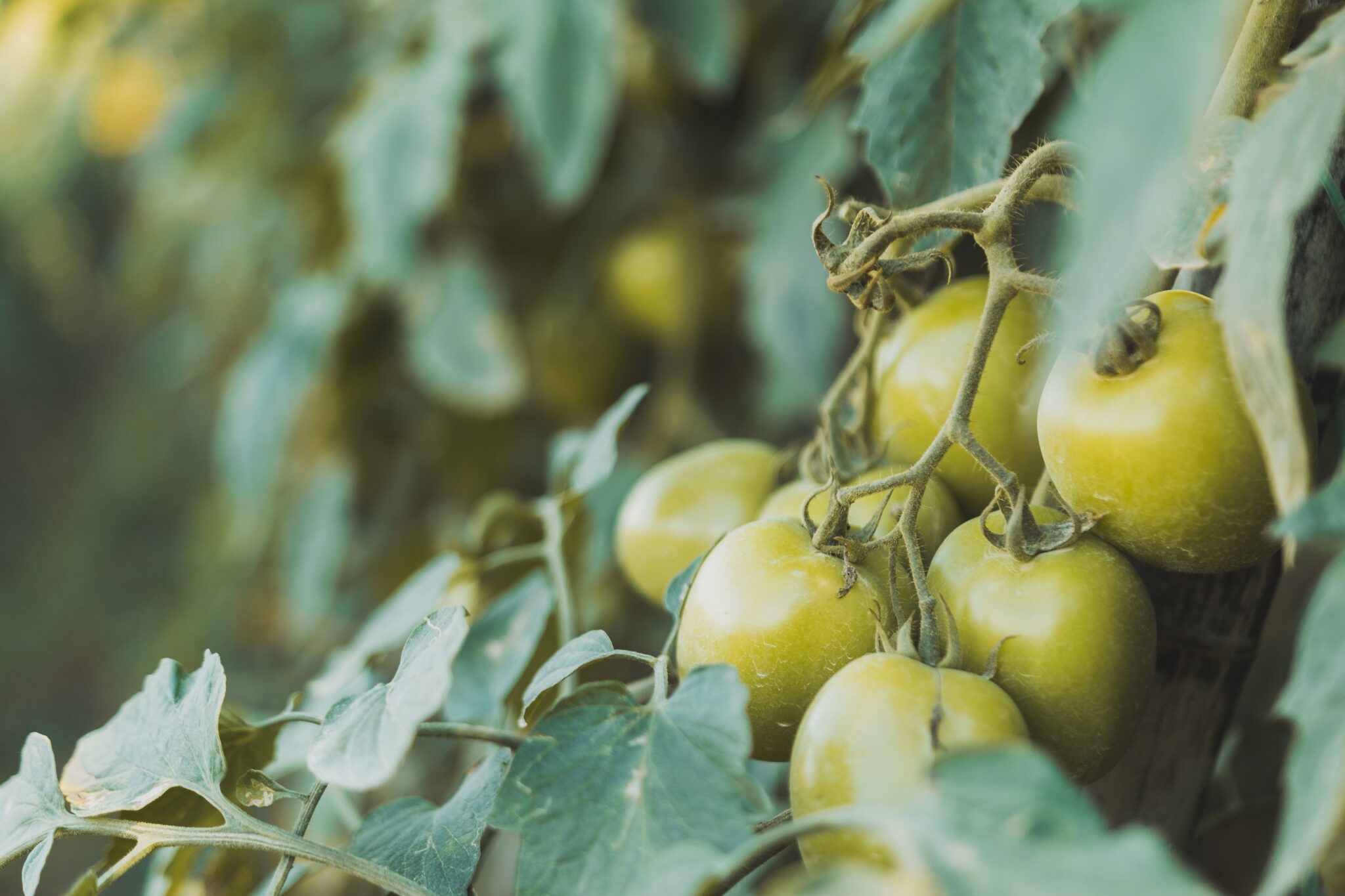 Tomatoes